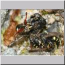 Oxybelus sp - Fliegenspiesswespe 02a gemischte Paarungen - OS-Wallenhorst-Tongrube-Lehmwiese.jpg